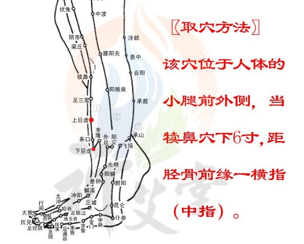 吸收专家—下巨虚穴,位置:下巨虚穴位于人体小腿前外侧,当犊鼻下9寸