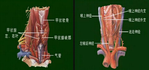 颈阔肌,胸骨舌肌,胸骨甲状腺肌,肩甲舌骨肌,胸锁乳突肌正常甲状腺解剖