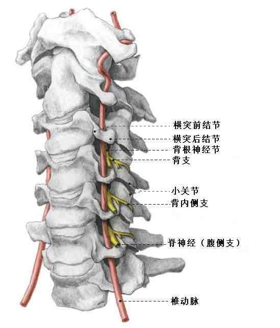 椎间关节错位病理最新认识