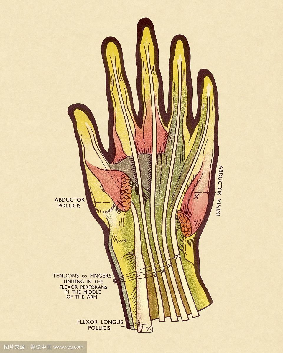 紧接着中指传来一阵剧烈的疼痛麻木 下图展示的是肌腱,俗称"手筋"
