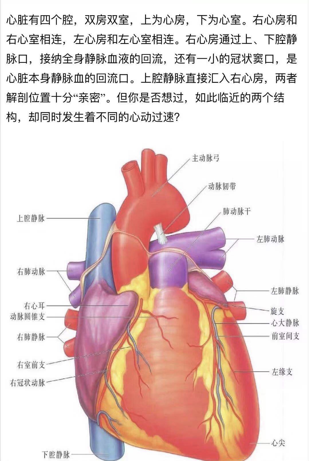 PPT:心脏的解剖结构及传导系统__中国医疗