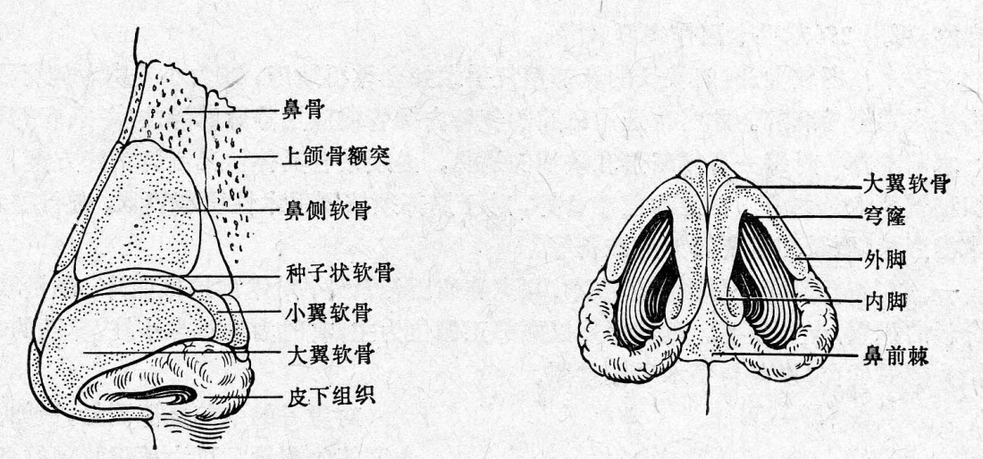 鼻部整形与美学基础