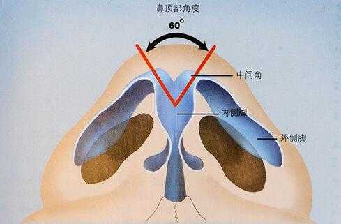 鼻翼软骨鼻骨下面的蓝色区域就做软骨区域,侧鼻软骨又叫上外侧软骨,它
