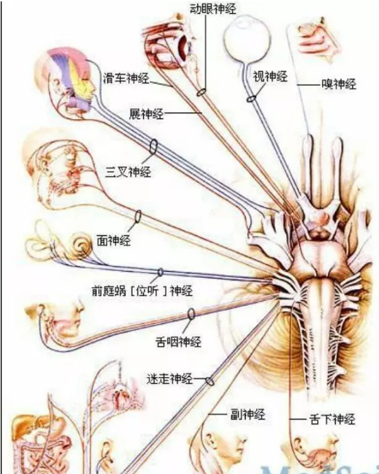 疾病科普垂体瘤位置与视神经受损的原因