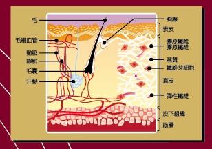 将正常人的毛囊上皮细胞在不同浓度的米诺地尔液中培养,在微摩尔浓度