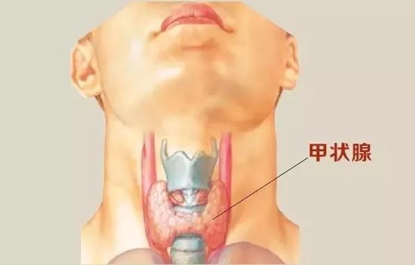 甲状腺位于脖颈前方正中部位,形状酷似展翅的蝴蝶,紧贴在气管前方.