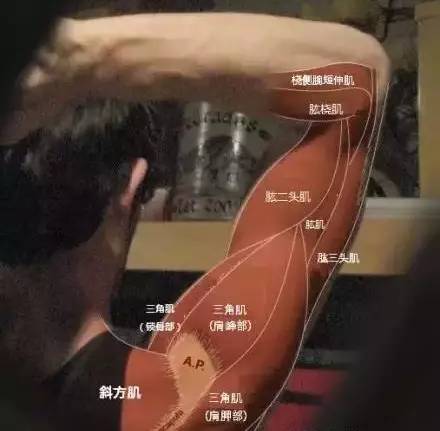 这些图让你看懂脂肪与肌肉