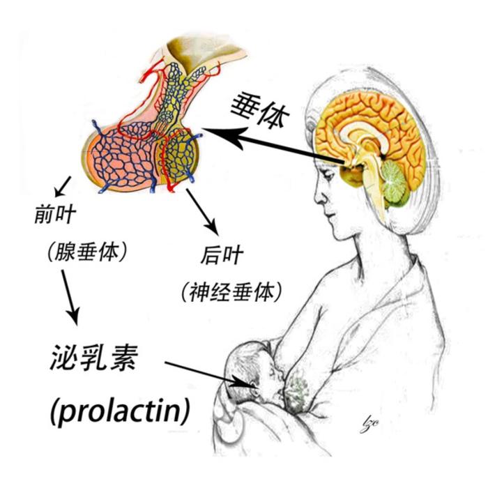 泌乳素增高和垂体瘤的关系,你清楚吗?