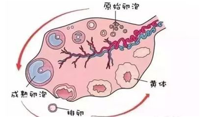 卵泡不好影响生育,那什么样的卵泡才是优质卵泡?
