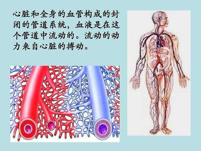 血管包括动脉,静脉及毛细血管三种 在身体