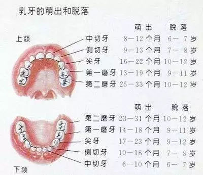 牙齿矫正的最佳年龄 ★乳牙期(3～6岁) 在3-6岁左右进行早期矫正