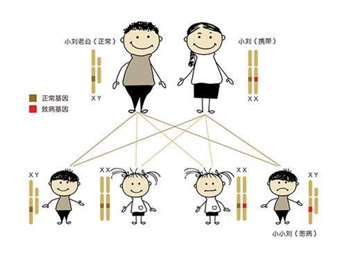 染色体异常导致耳朵异常,因为我们的遗传密码就藏在染色体上,就像我们