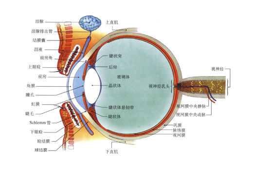 了解眼睛内部的结构才能更好的保护它.