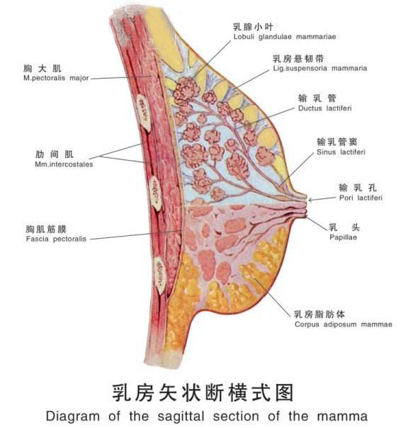 假体植入胸腔位置应该如何选择?