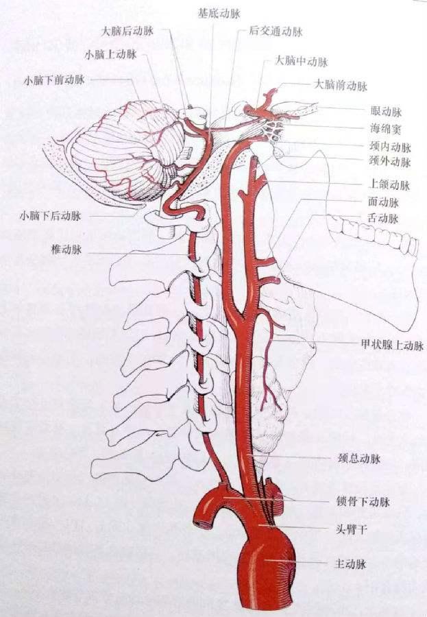 血管最主要作用是就是给脑部供血,但是脑部有双重供血,分为颈内动脉