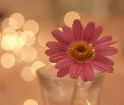 德芙DOVE的含义是什么?