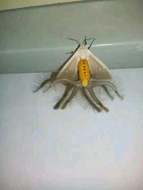 谁能告诉我QQ宠物多少级可以找配偶,多少级结