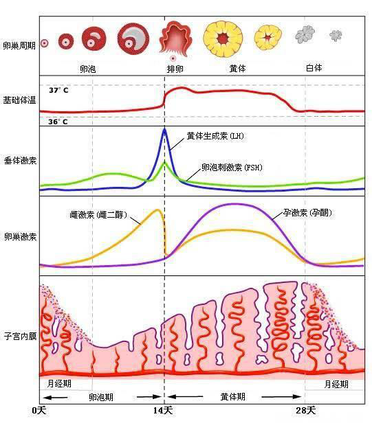 生殖激素六项报告,如何解读?