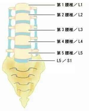 人体有五个腰椎,每一个腰椎由前方的椎体和后方的附件组成.