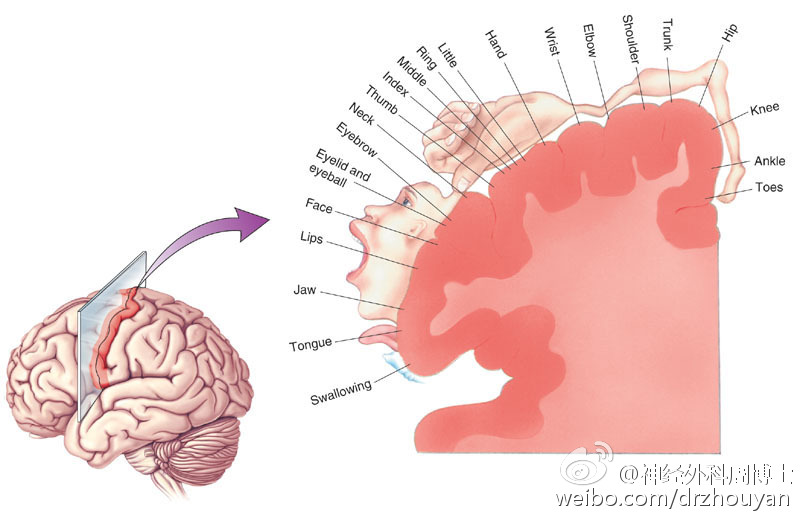 带你探秘人体"司令部"之运动中枢