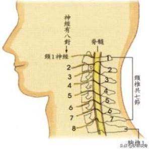 图中红色的部分就是我们人体的颈椎,它是由7块椎骨从上而下排列组成