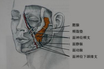 颊脂垫在哪里 求图片