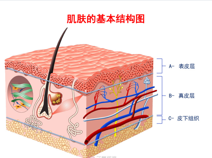 其次这种情况可能属于皮肤屏障受损,洗脸尽量清水或选择温和无刺激的