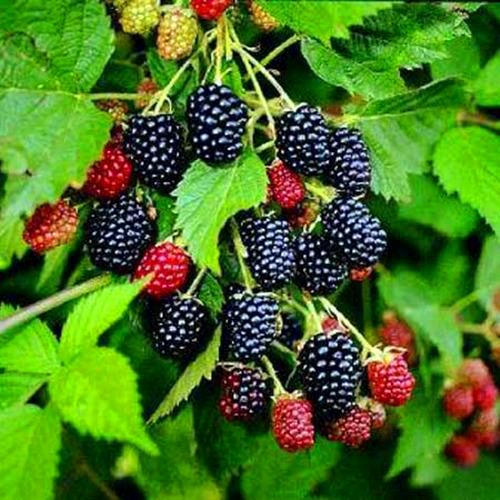 桑椹是由许多小核果聚集而成.