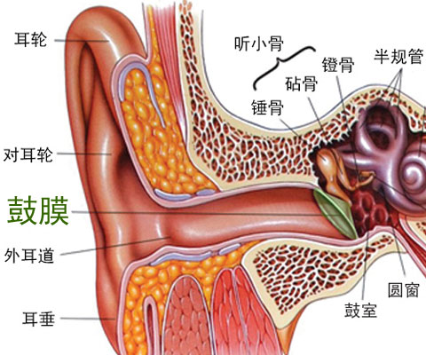 耳窦的位置图片图片