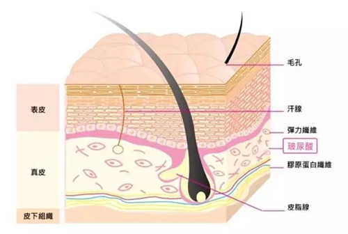上皮膚結構圖~▼