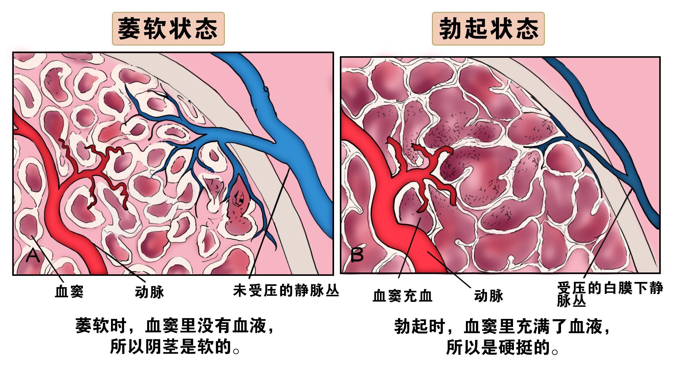勃起功能就会越来越差,反过来说,如果有适当时间的充电,有规律的性