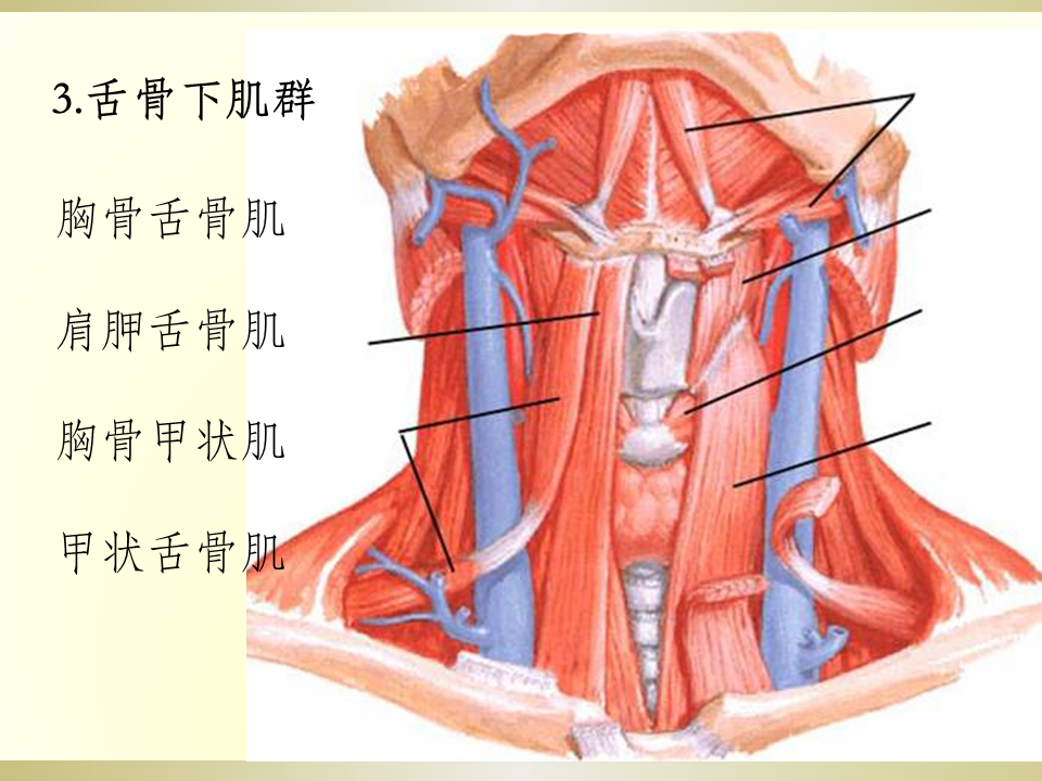 颈部软骨解剖结构图解图片