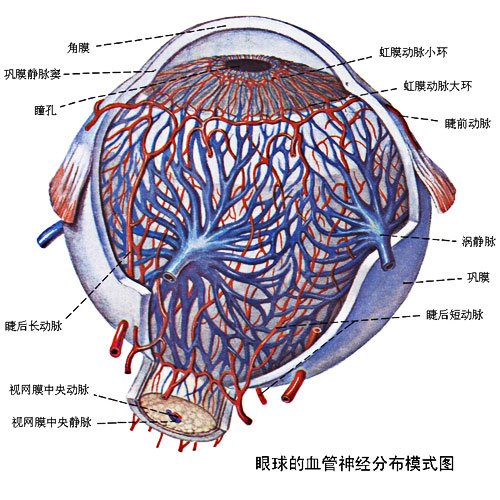 其实合理健康的均衡饮食是可以协助您尽快恢复健康状态,有效保护血管