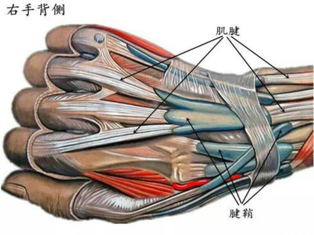 筋膜鞘模式图图片