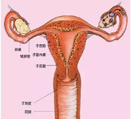 宫颈口内手摸有颗粒状图片