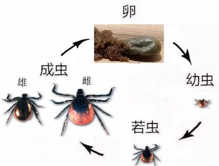 夏天户外游玩,谨防蜱虫