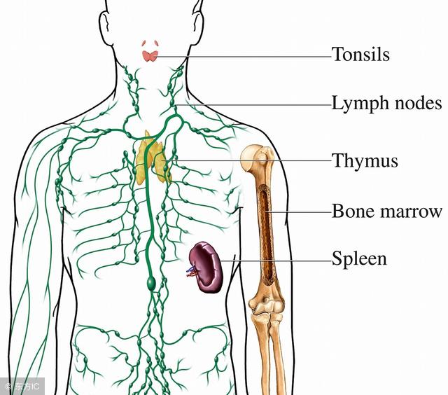 胃癌的特殊转移---左锁骨上淋巴结(virchow淋巴结)转