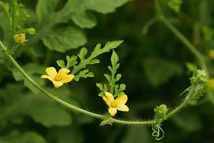 每天一味中草药:西瓜翠衣,你会用西瓜皮做菜吗?