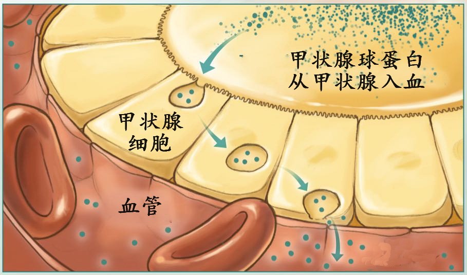 甲状腺球蛋白是由甲状腺滤泡细胞产生的一种蛋白质