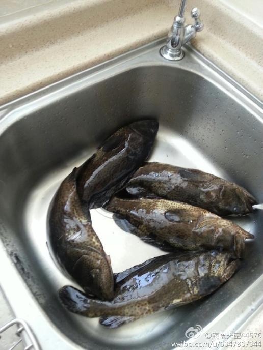 这是什么鱼l?如何做?谁知道呀谢谢