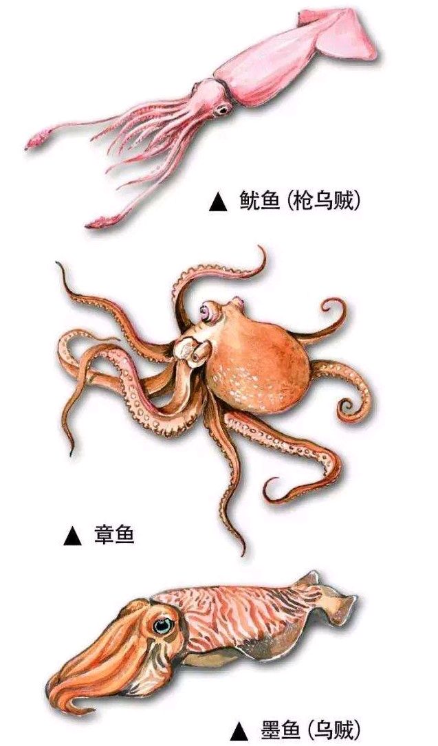 章鱼鱿鱼墨鱼乌贼的区别
