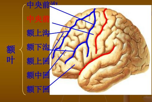 3)皮质侧视中枢:额中回后部,司双眼同