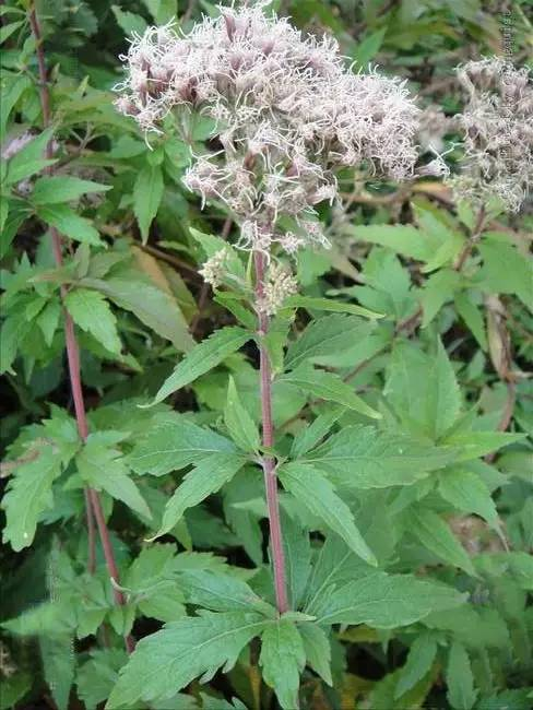 佩兰(eupatorium fortunei),菊科泽兰属芳香植物