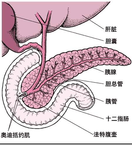 年轻女子一日三餐全靠外卖结果吃出胰腺炎