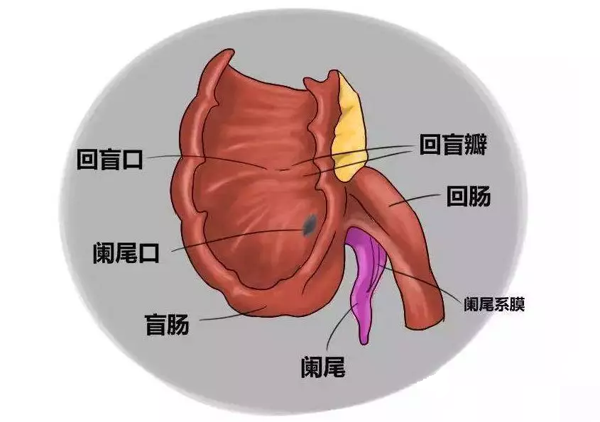 阑尾分层5层示意图图片