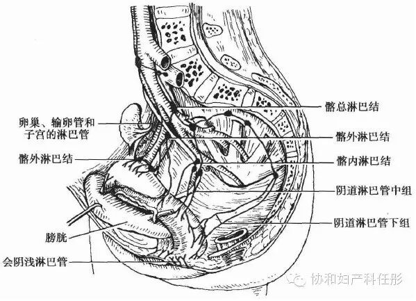 腹腔镜下盆腔解剖结构图片