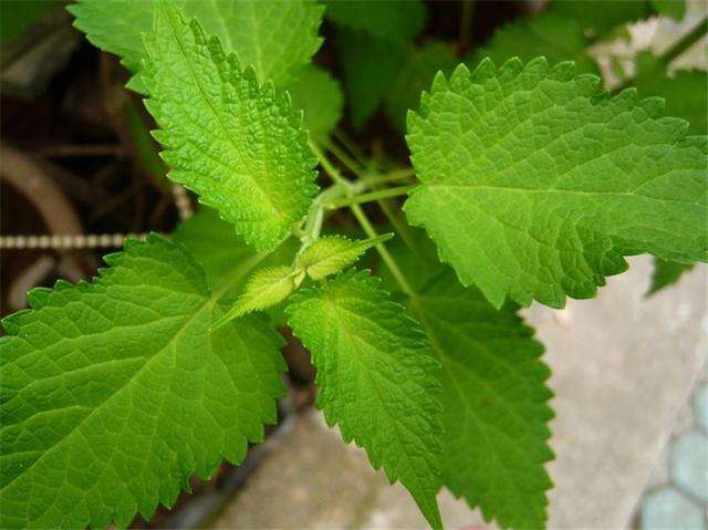 节气养生篇---大暑(腐草为萤,万物荣华)-罗杰琳主治医师-爱问医生