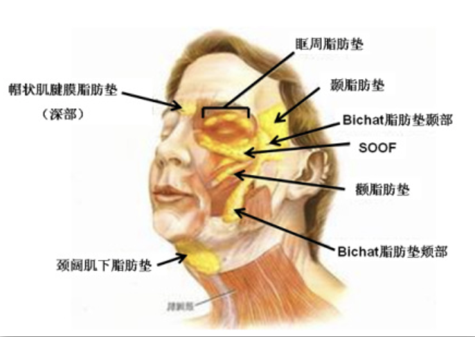 下颌缘线条不明显就跟这个脂肪垫有很大关系.