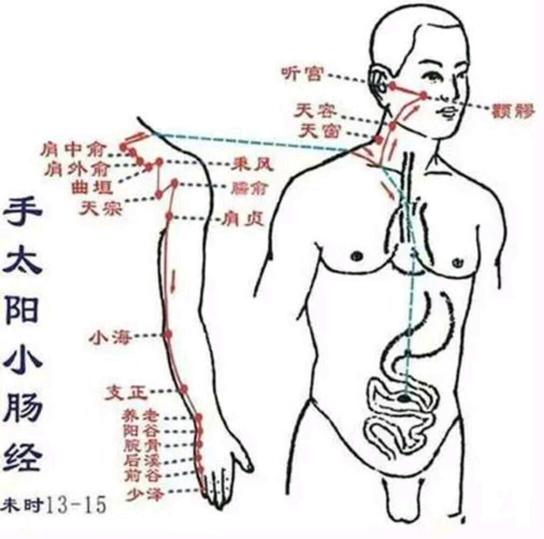 大肠经小肠经位置图图片