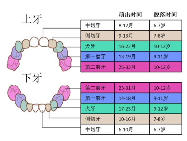 乳牙萌出脱落顺序jpg